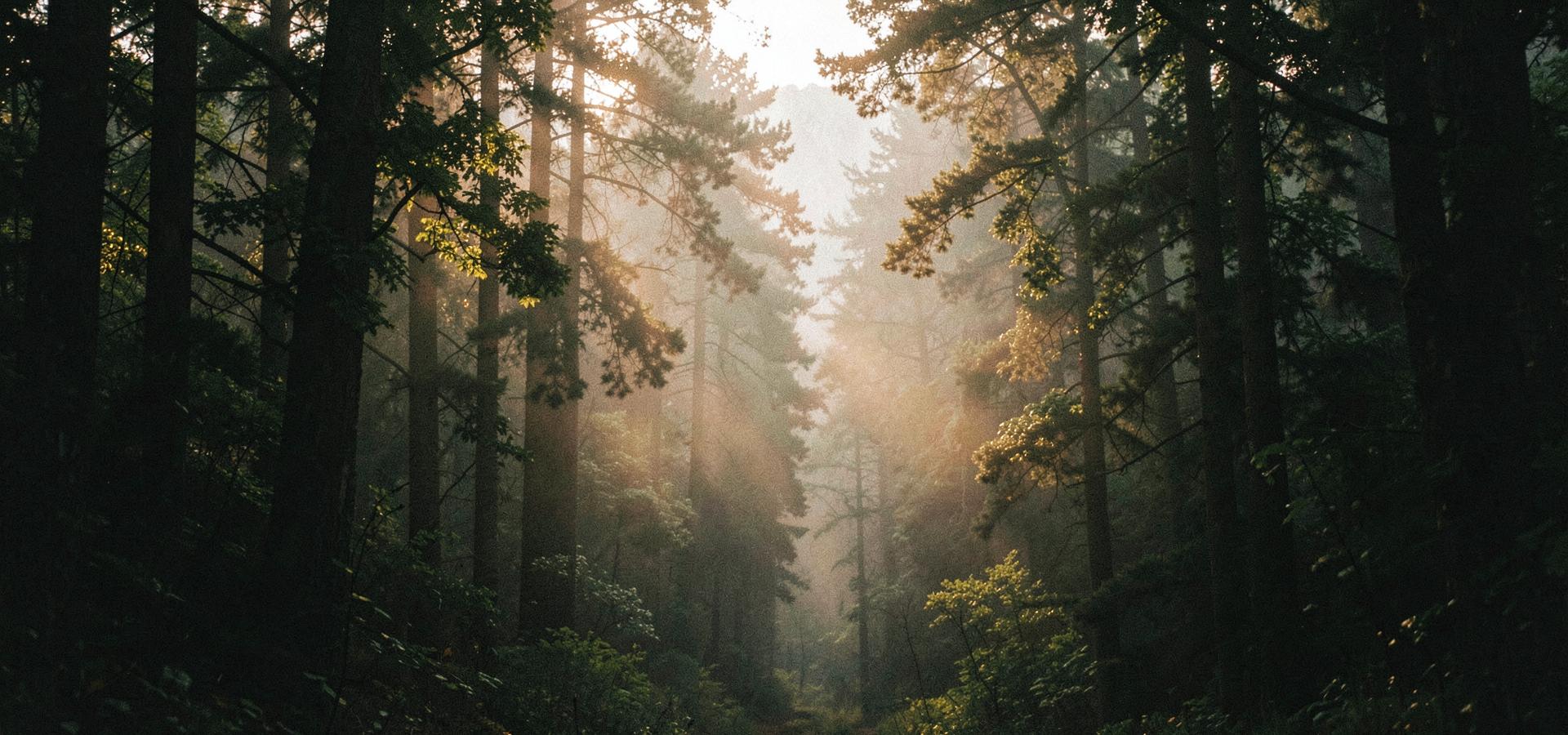 Golden light breaking through fog in a tall Appalachian forest