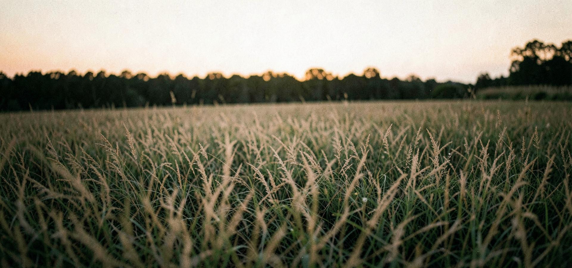 Tall windblown prairie grass in a Loudoun County Virginia field at dusk
